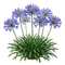 Agapanthe