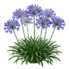 Agapanthe