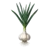 Ail Blanc