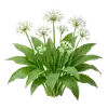 Ail des Ours