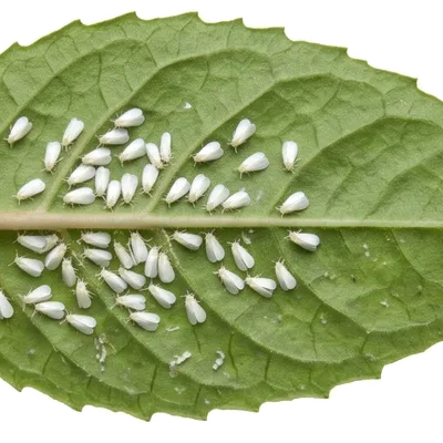 Aleurodes (Mouches blanches)