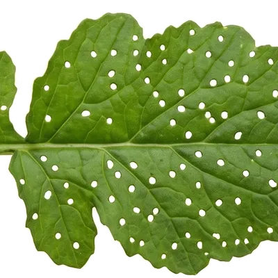 Altises (Puces de terre)