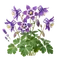 Ancolie
