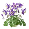 Ancolie