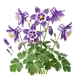 Ancolie