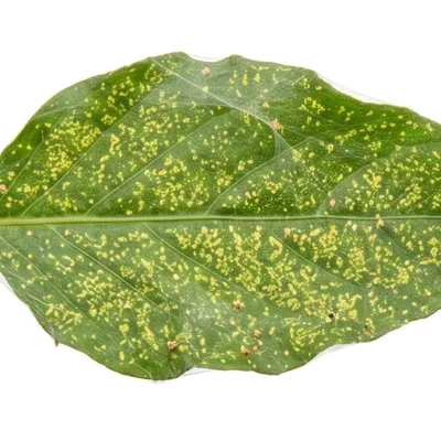 Araignées rouges (Acariens)