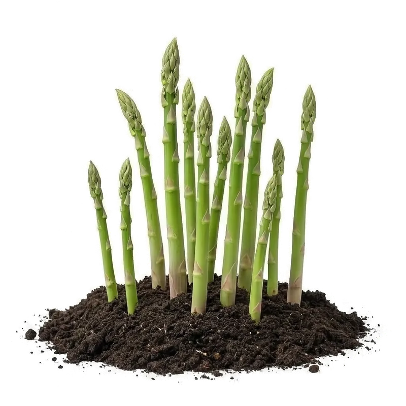 Illustration : Asperge