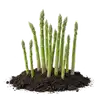 Asperge