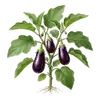 Aubergine