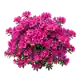 Azalée du Japon