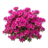 Azalée du Japon
