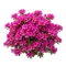 Azalée du Japon