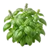 Basilic Grand Vert