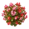 Bégonia