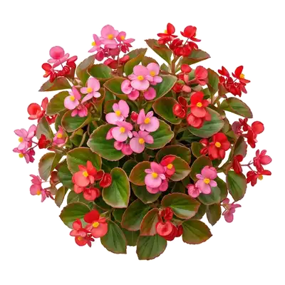 Bégonia