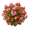 Bégonia