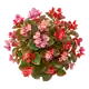 Bégonia