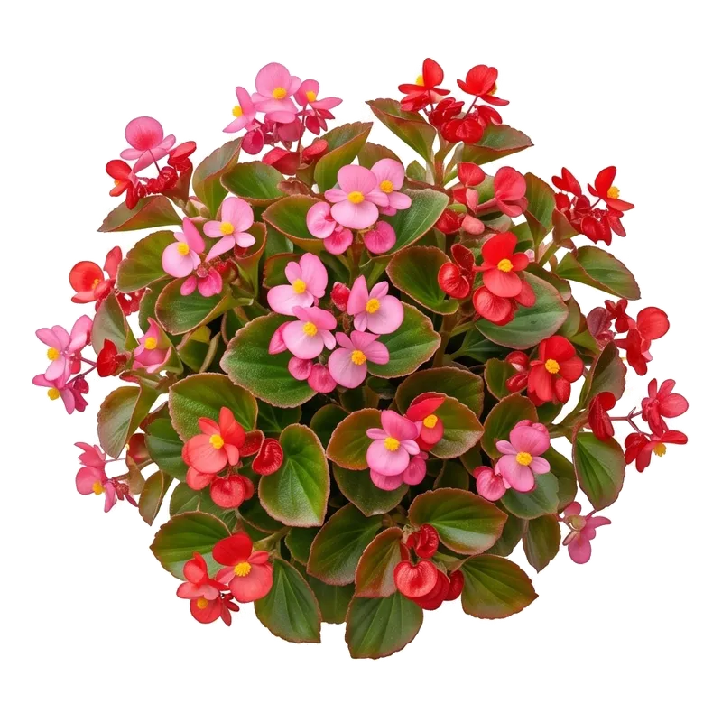 Illustration : Bégonia