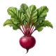 Betterave Rouge