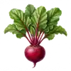 Betterave Rouge