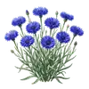Bleuet