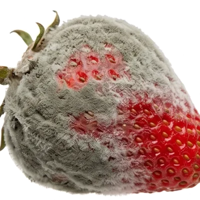 Botrytis (Pourriture grise)