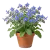 Bourrache