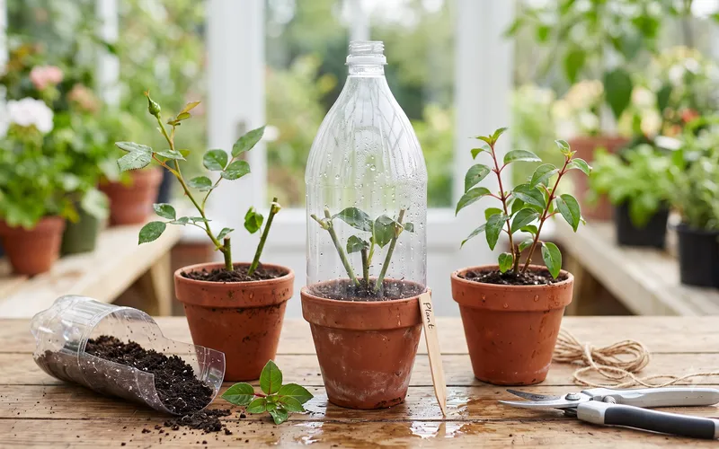 Bouturage à l’étouffée dans une bouteille plastique : Le guide technique 100% récup