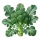 Brocoli