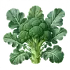 Brocoli