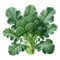 Brocoli