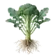 Brocoli