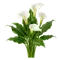 Calla