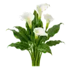 Calla