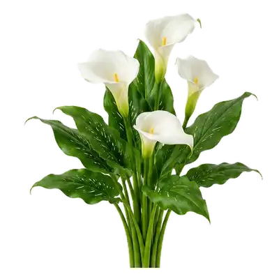 Élégante inflorescence de calla épurée, dressant sa grande spathe blanche immaculée enroulée en cornet parfait autour d'un grand spadice jaune vif