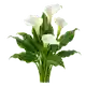 Calla