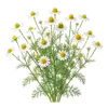 Camomille