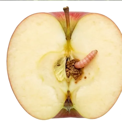 Carpocapse (Ver des fruits)