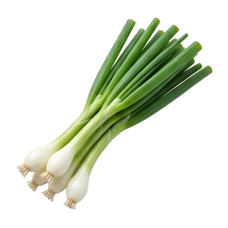 Jeunes cébettes croquantes (oignons nouveaux) fraîchement arrachées, montrant de minuscules bulbes tendres blanc nacré prolongés par de hautes tiges vertes creuses