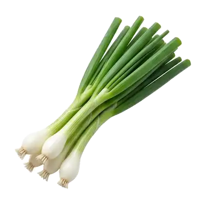 Jeunes cébettes croquantes (oignons nouveaux) fraîchement arrachées, montrant de minuscules bulbes tendres blanc nacré prolongés par de hautes tiges vertes creuses