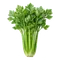 Céleri-Branche