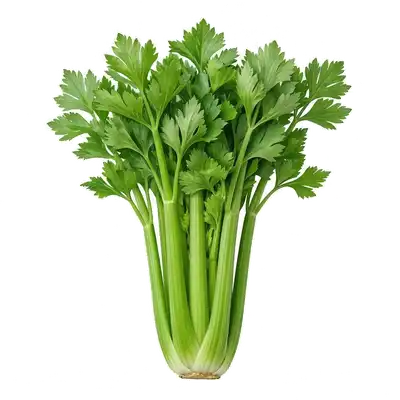 Céleri-Branche