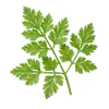 Cerfeuil Commun