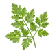 Cerfeuil Commun