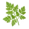 Cerfeuil Commun
