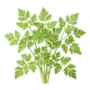 Cerfeuil