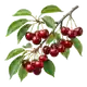 Cerisier Burlat