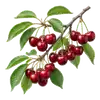 Cerisier Burlat