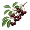 Cerisier Griotte
