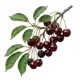 Cerisier Griotte